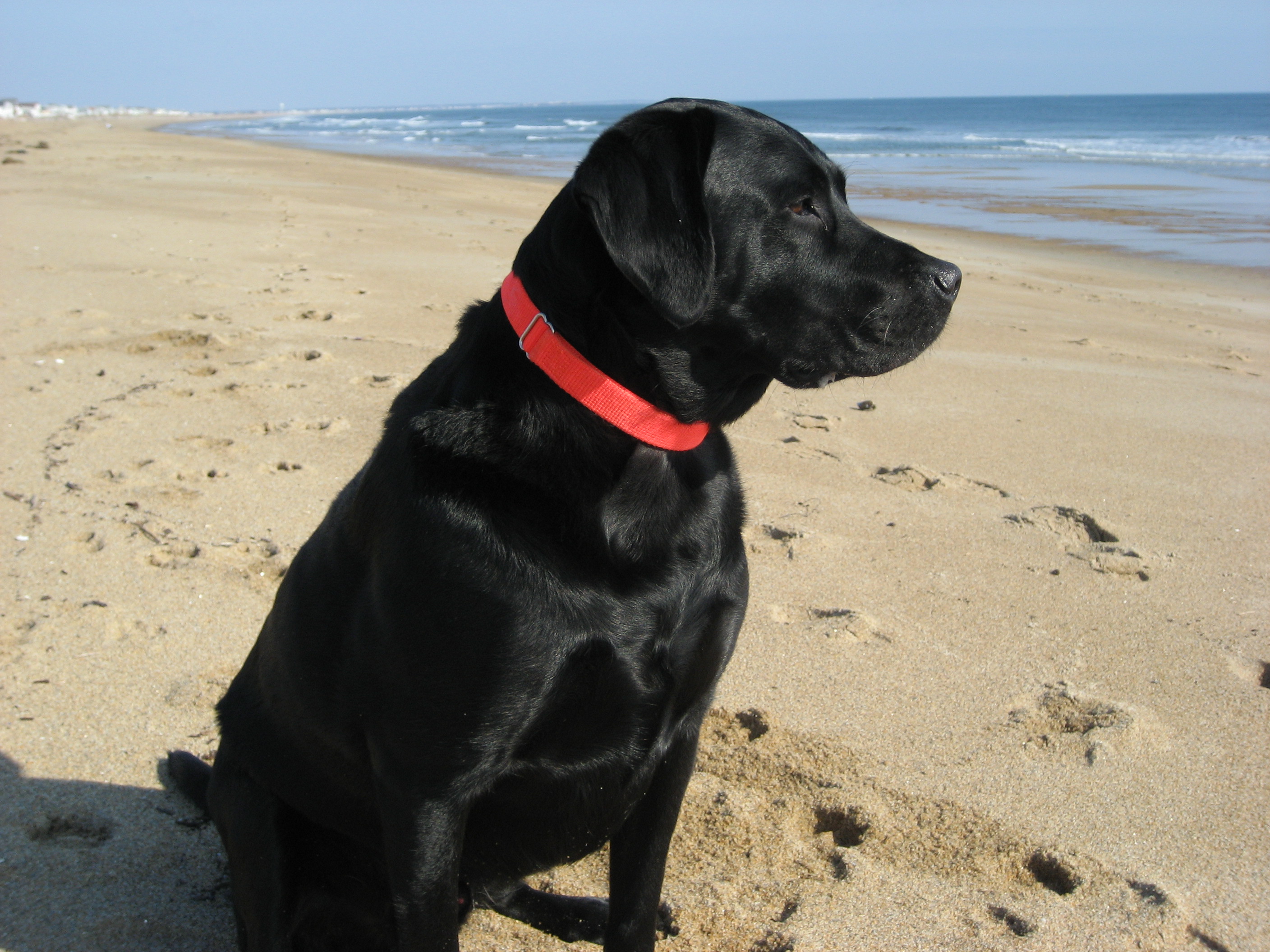 beachralph.JPG